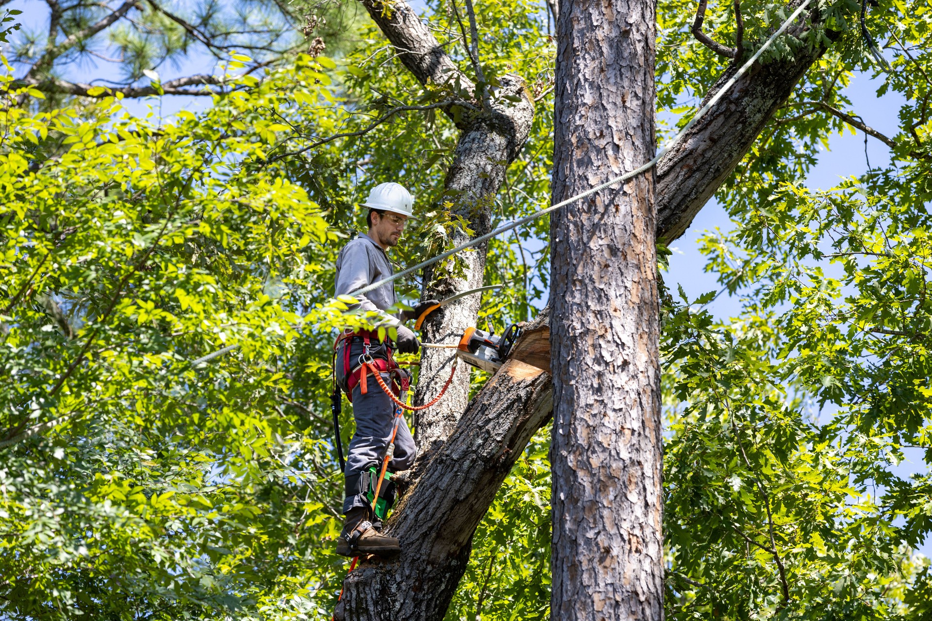 Tree trimmer working to prune tree limbs